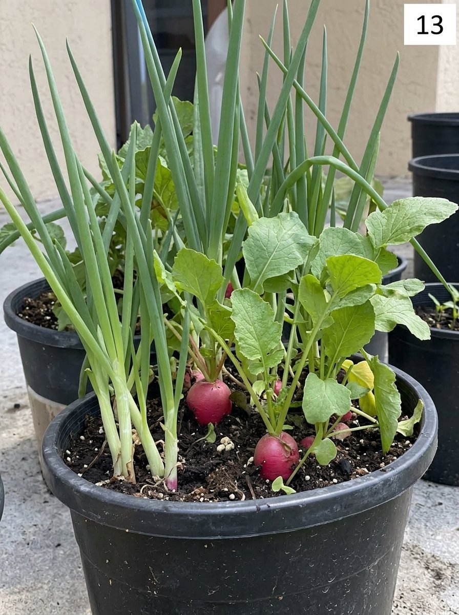 Small space garden