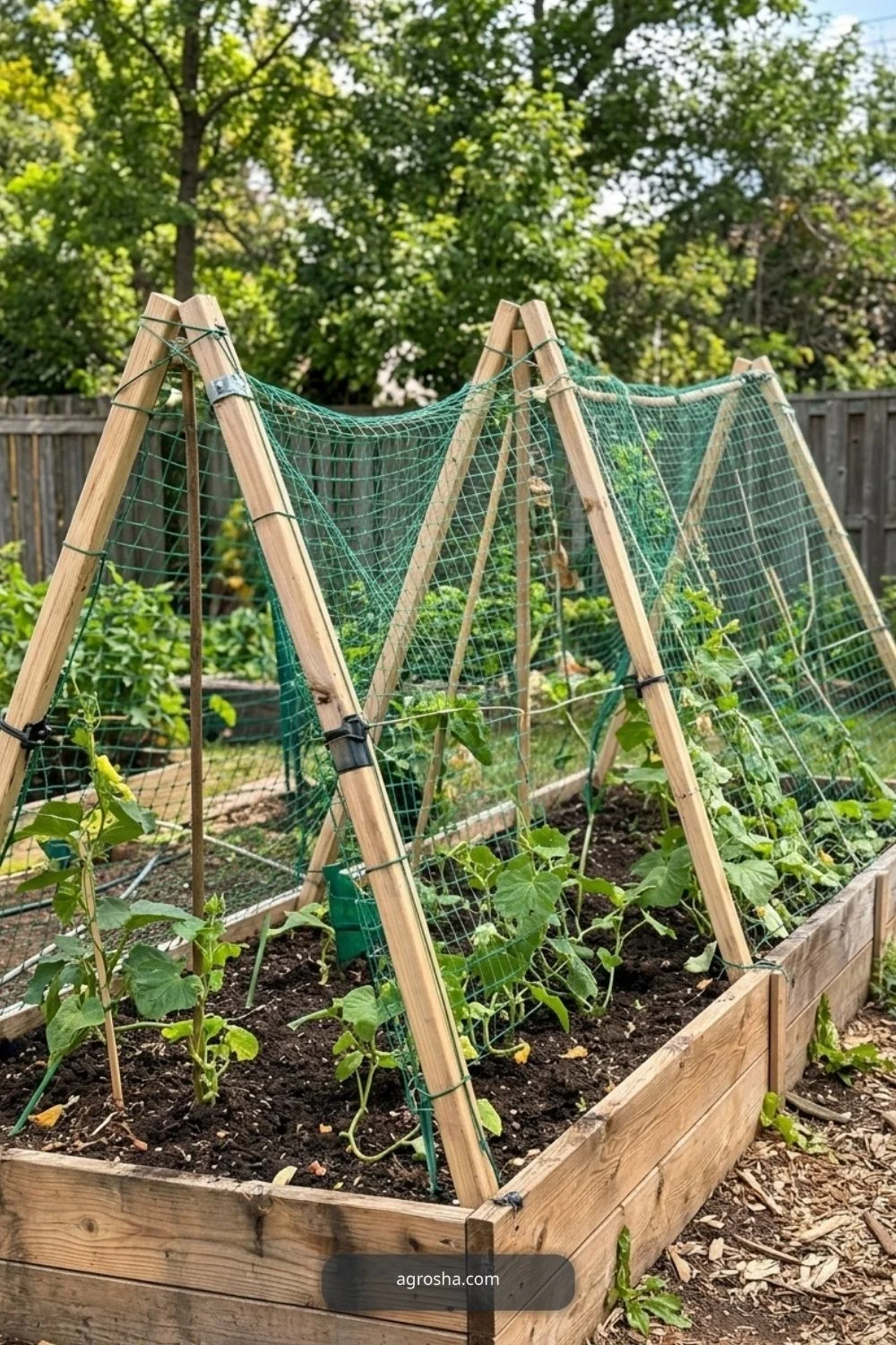 Install the ridge and braces for DIY cucumber A-frame trellis