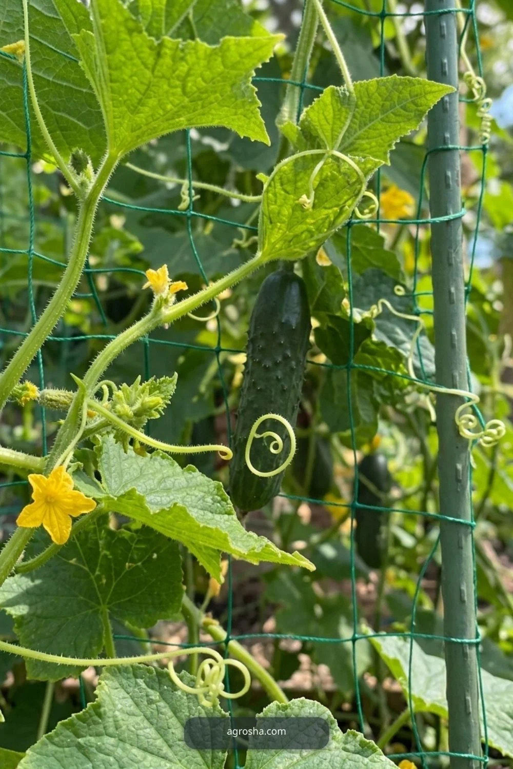 Anchor the legs and plant beneath for DIY cucumber A-frame trellis