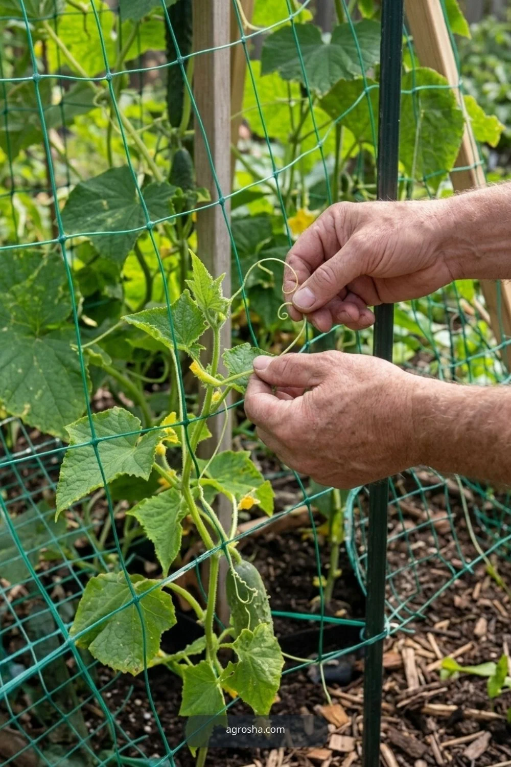 Train early tendrils for DIY cucumber A-frame trellis