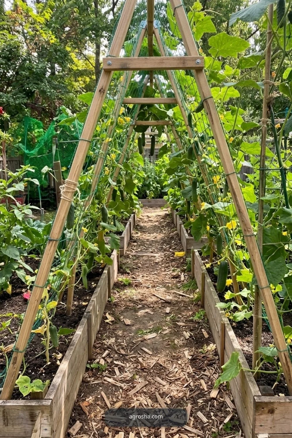 Clear walking path for DIY cucumber A-frame trellis