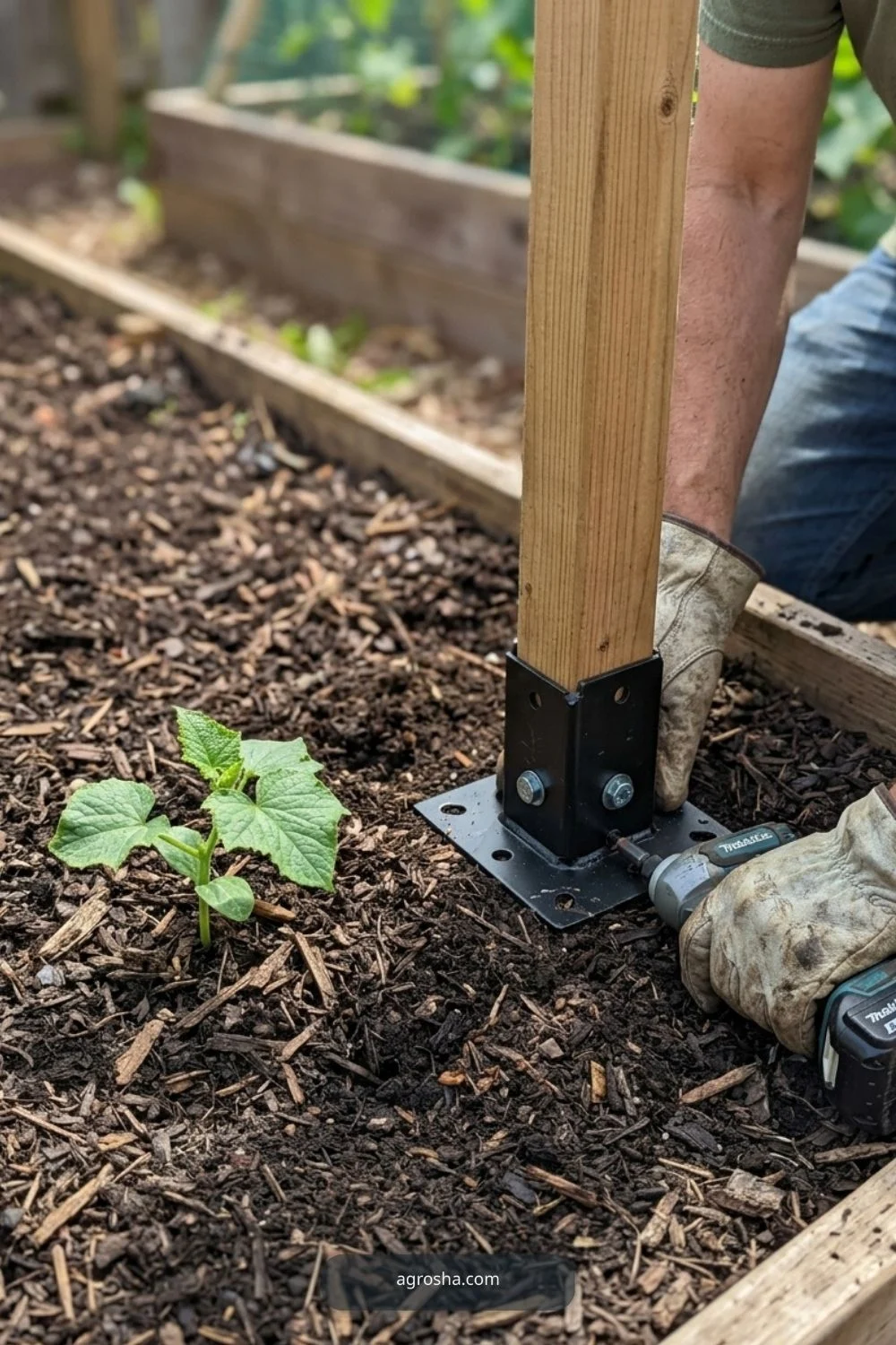 Reachable frame height for DIY cucumber A-frame trellis