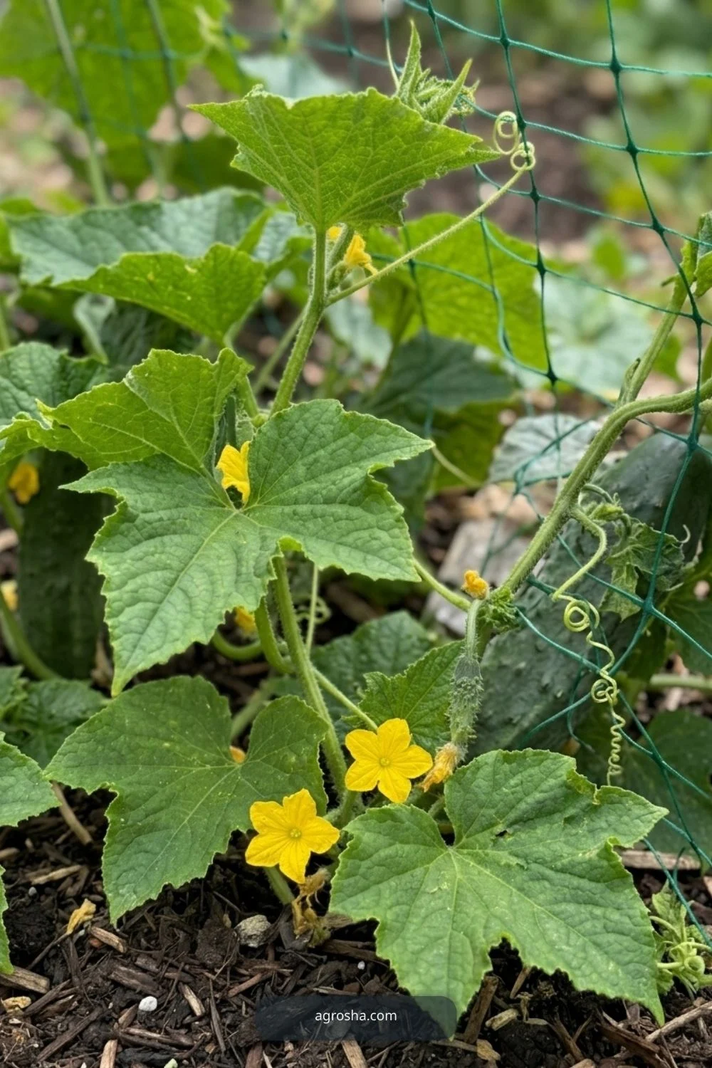 Check cucumber growth habit for DIY cucumber A-frame trellis