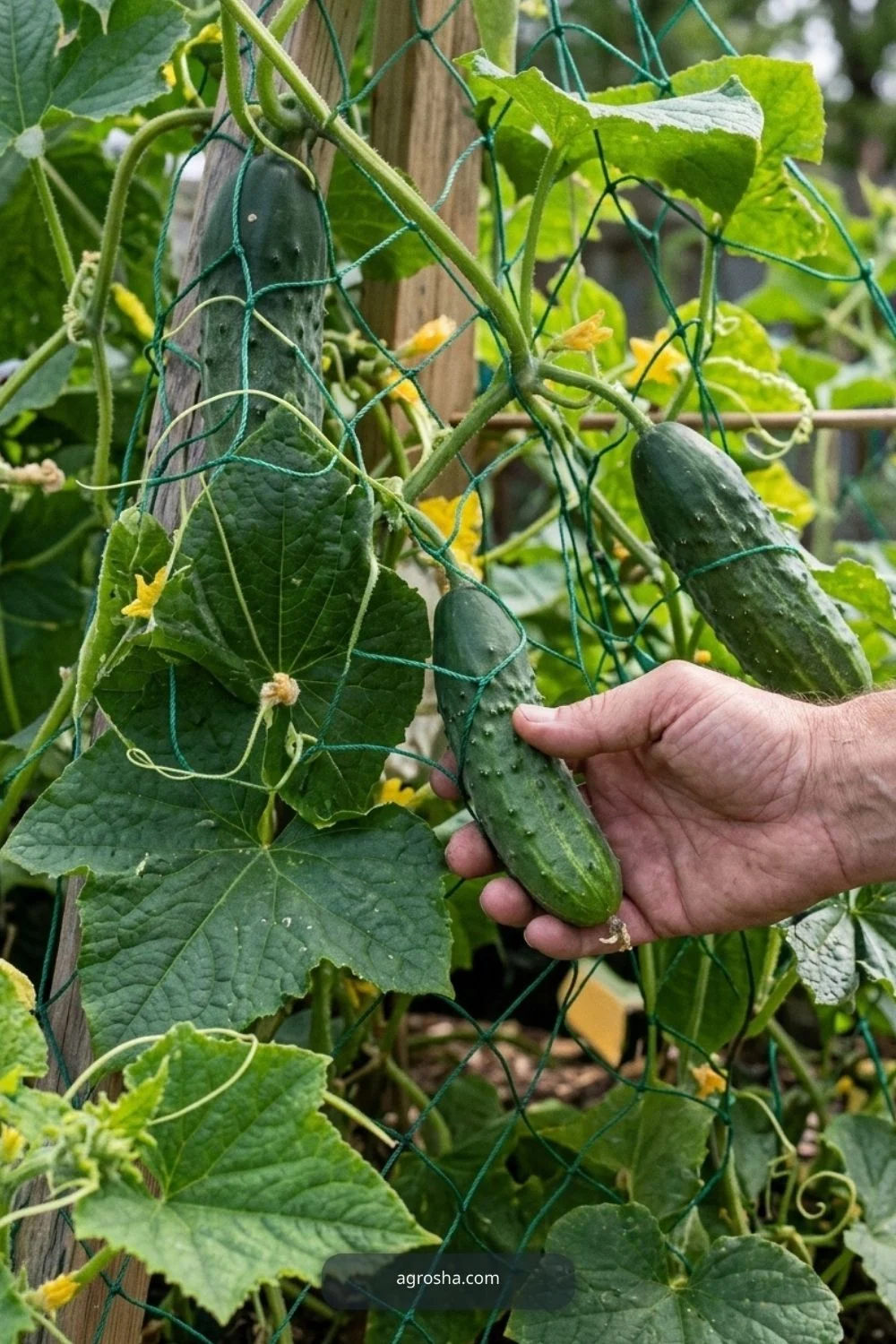Heavy squash limitation for DIY cucumber A-frame trellis