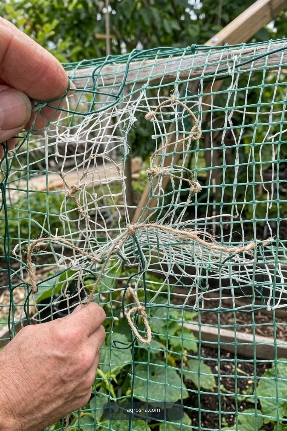 Repair worn netting for DIY cucumber A-frame trellis