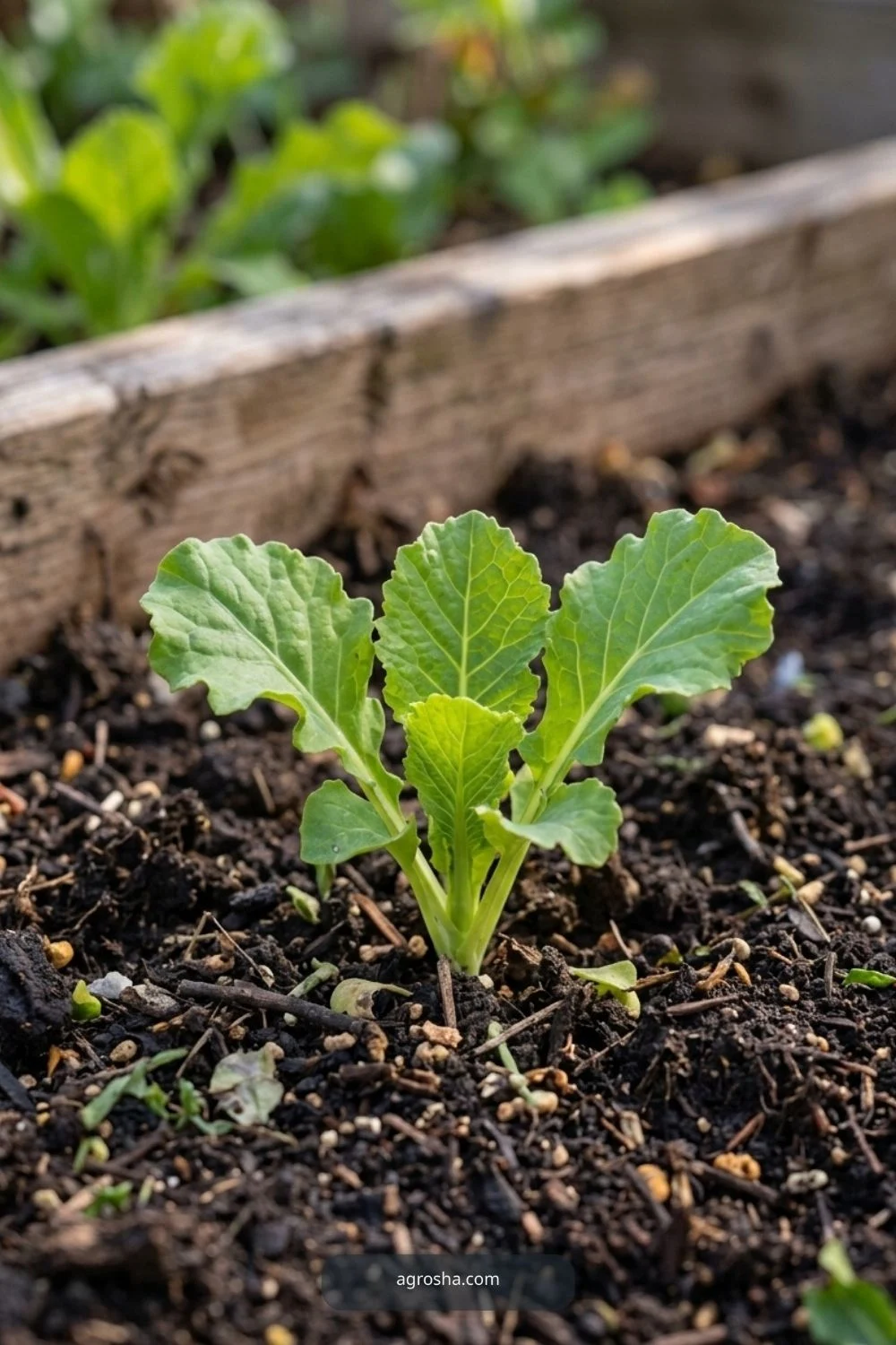 Choose a seedling and measure clearance for DIY garden cloche from recycled materials