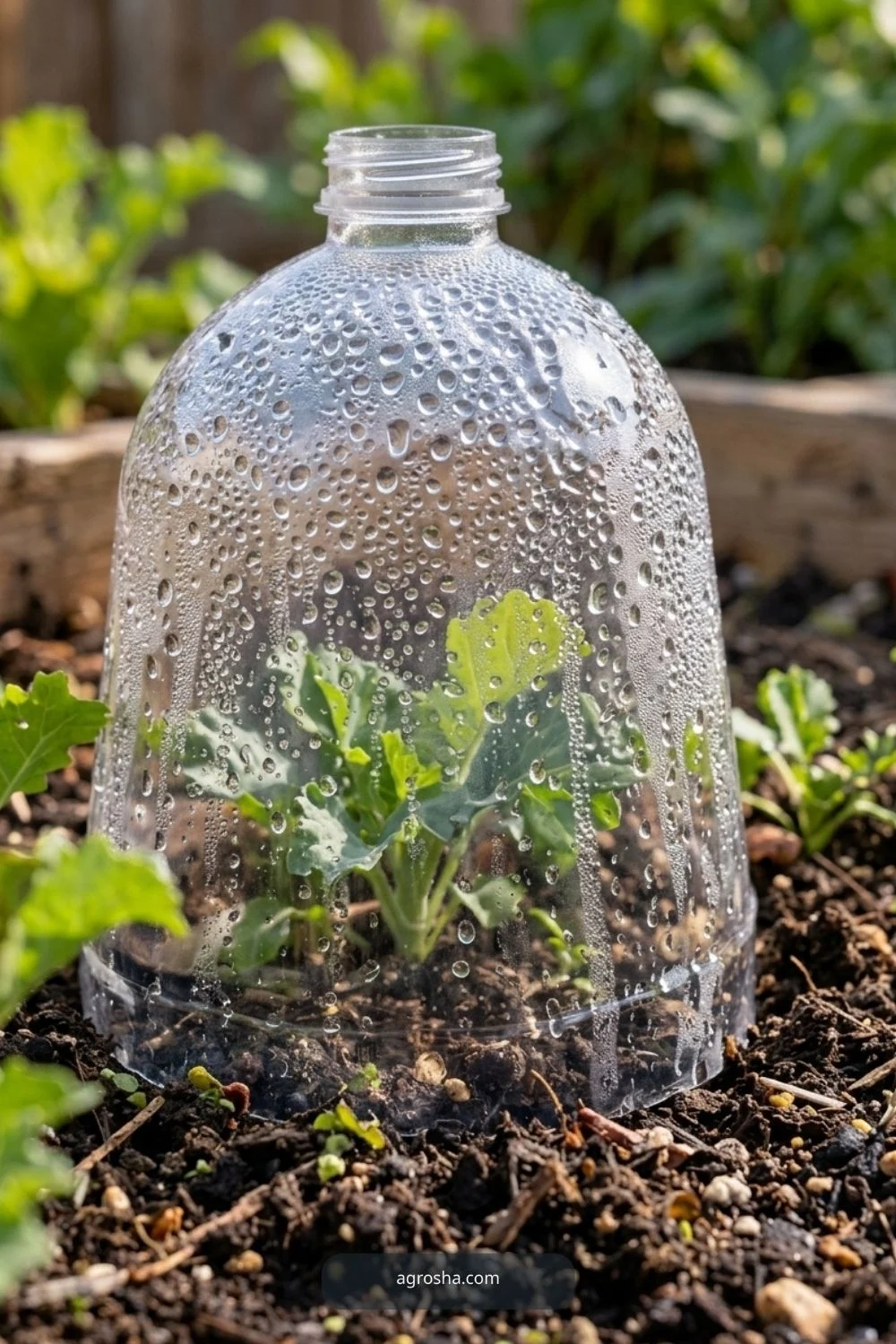 Avoid cloudy brittle packaging for DIY garden cloche from recycled materials