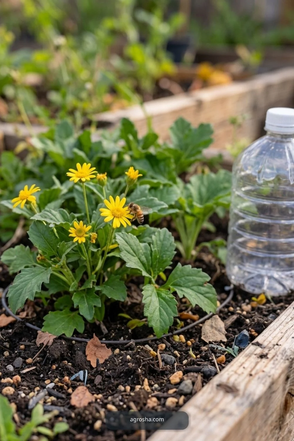 Allow pollination for DIY garden cloche from recycled materials
