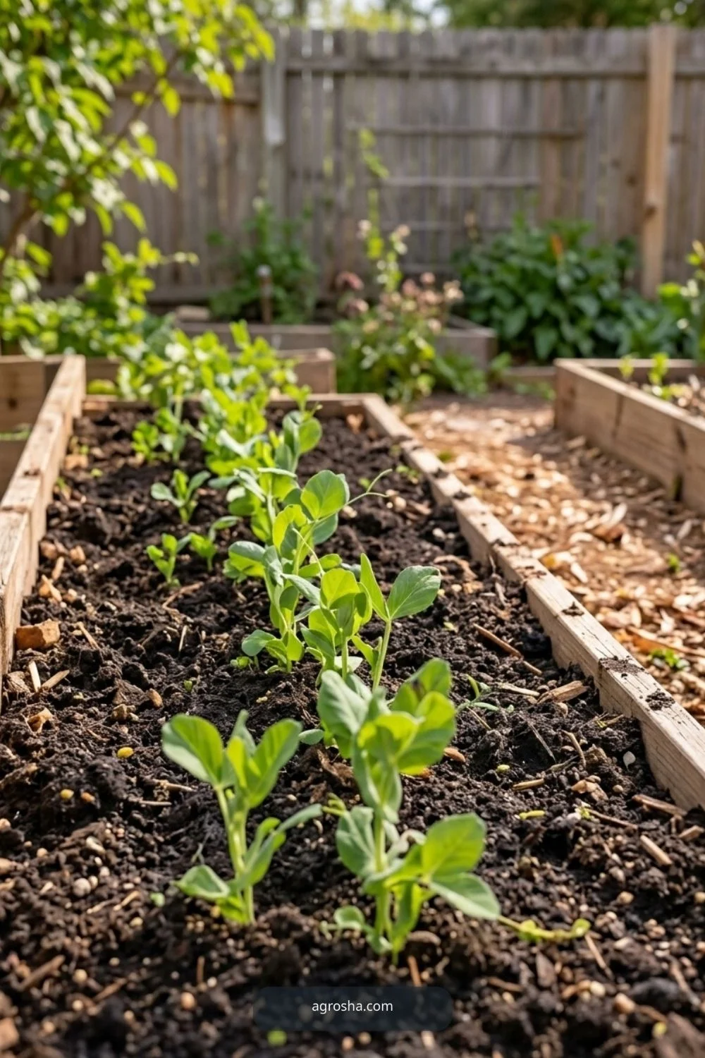 Walk the planting row for DIY pea trellis from branches