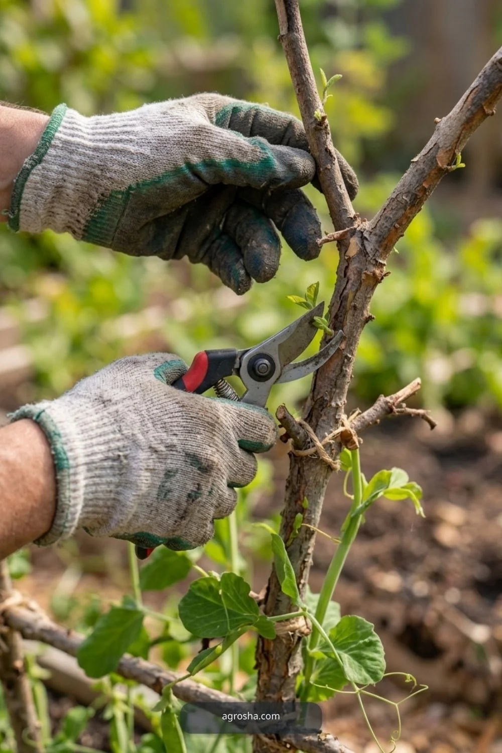 Sort branches by strength for DIY pea trellis from branches