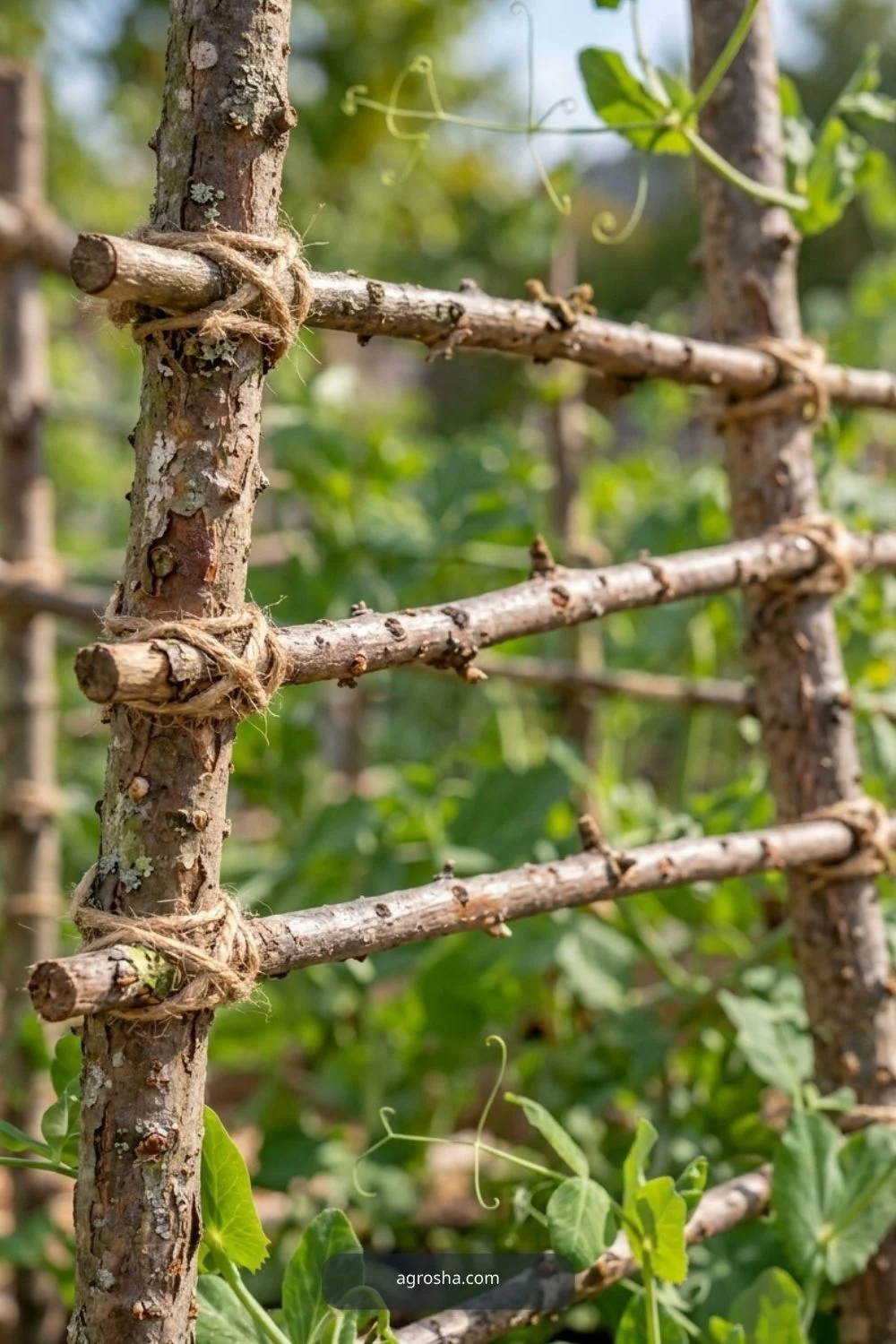 Set the main uprights for DIY pea trellis from branches