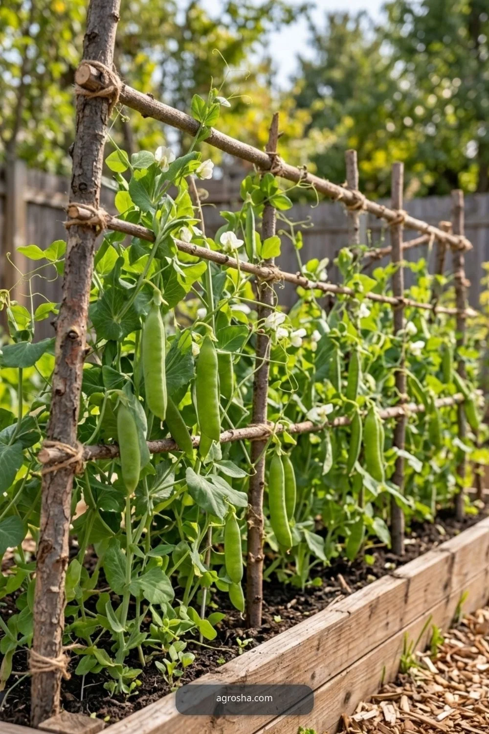 Guide the earliest vines for DIY pea trellis from branches