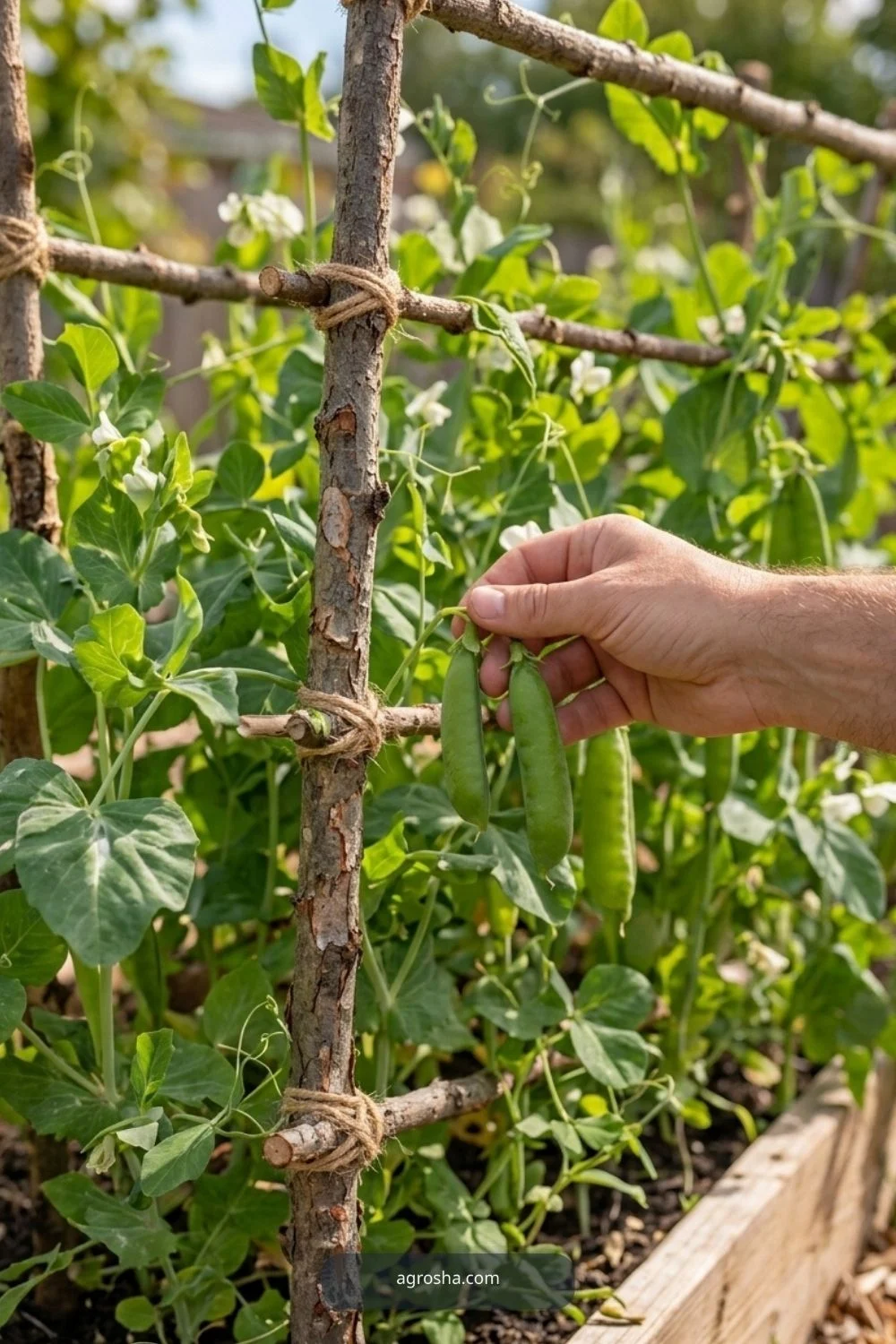 Sound upright prunings for DIY pea trellis from branches