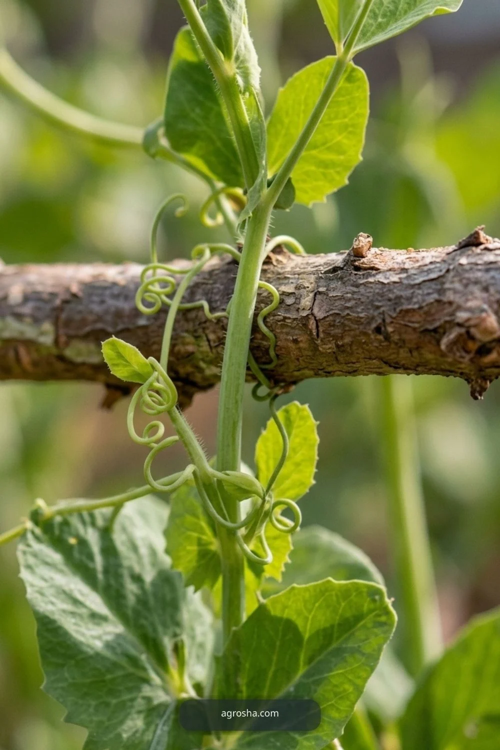 Thin tendril grips for DIY pea trellis from branches