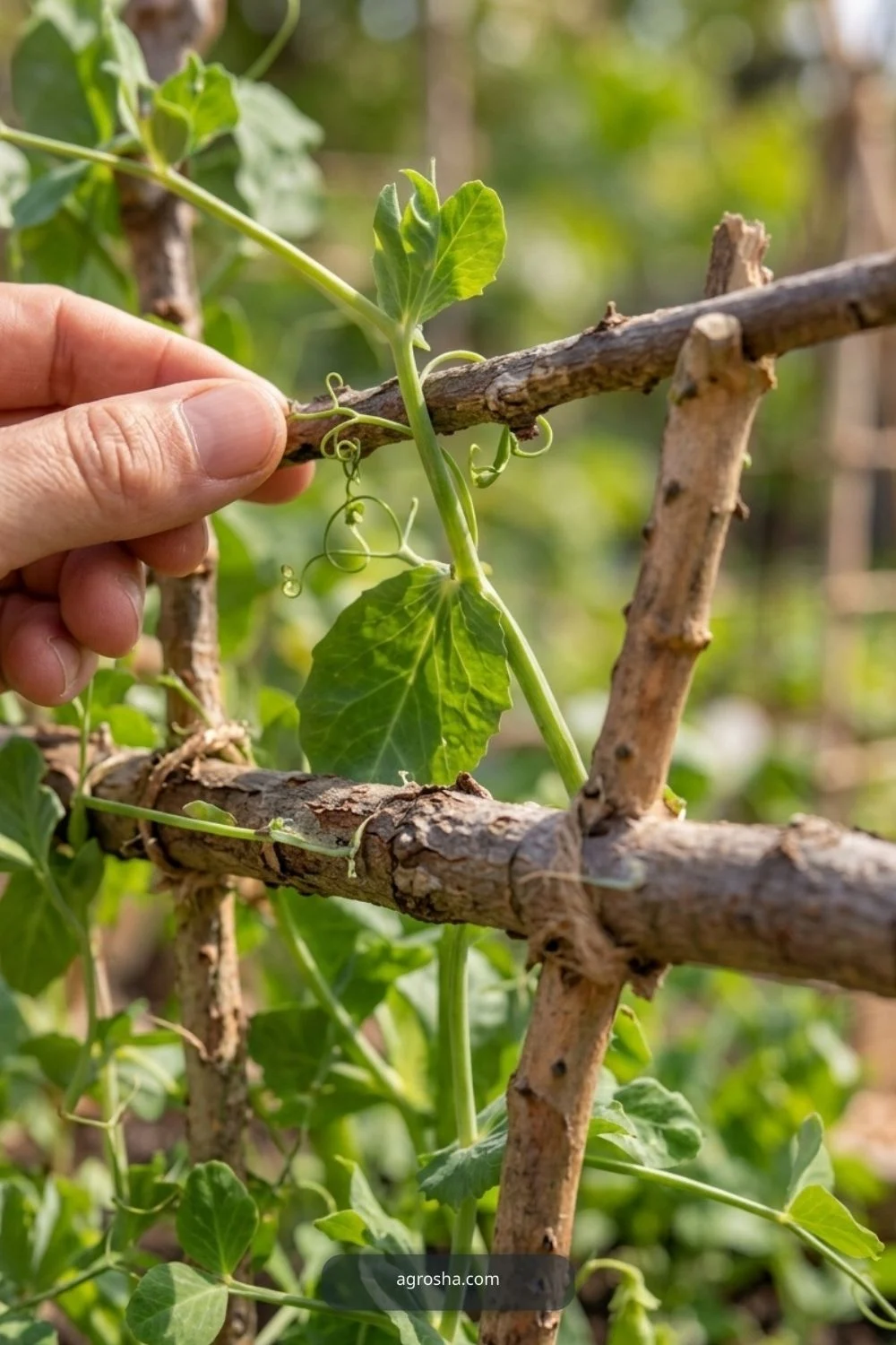 Dwarf pea alternative for DIY pea trellis from branches