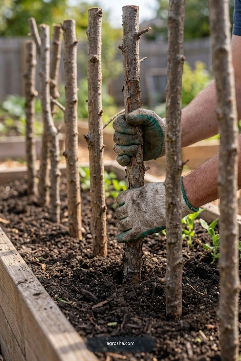 Guide first tendrils for DIY pea trellis from branches