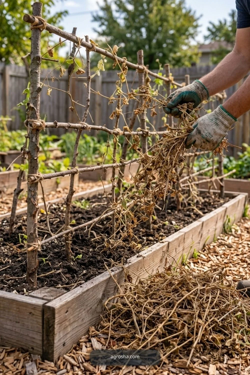 Remove spent vines for DIY pea trellis from branches