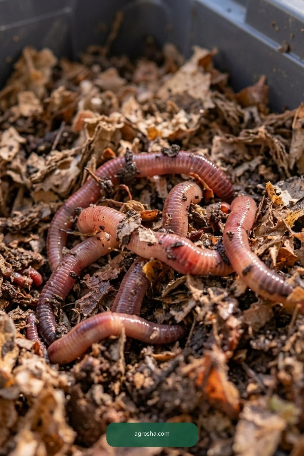 Introduce the correct composting worms for DIY worm composting station outdoors