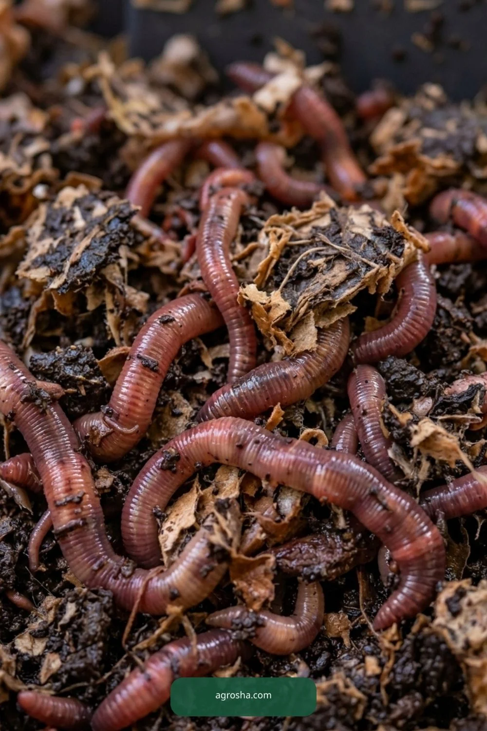 Composting red wigglers for DIY worm composting station outdoors