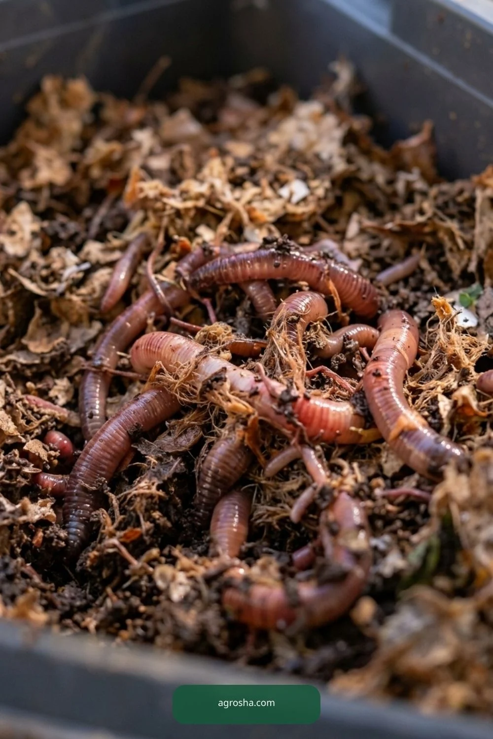Observe settling worms for DIY worm composting station outdoors