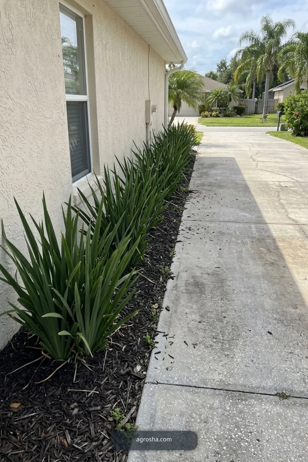 Florida driveway border showing shared driveway edge with a soft plant buffer