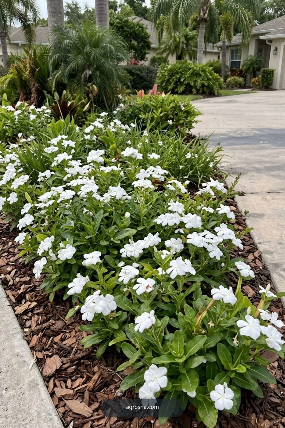 Florida driveway border showing monochromatic flower strip