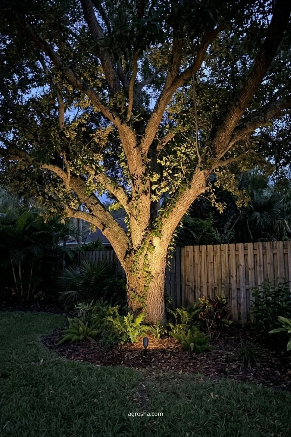 Florida garden lighting example showing uplight one specimen tree