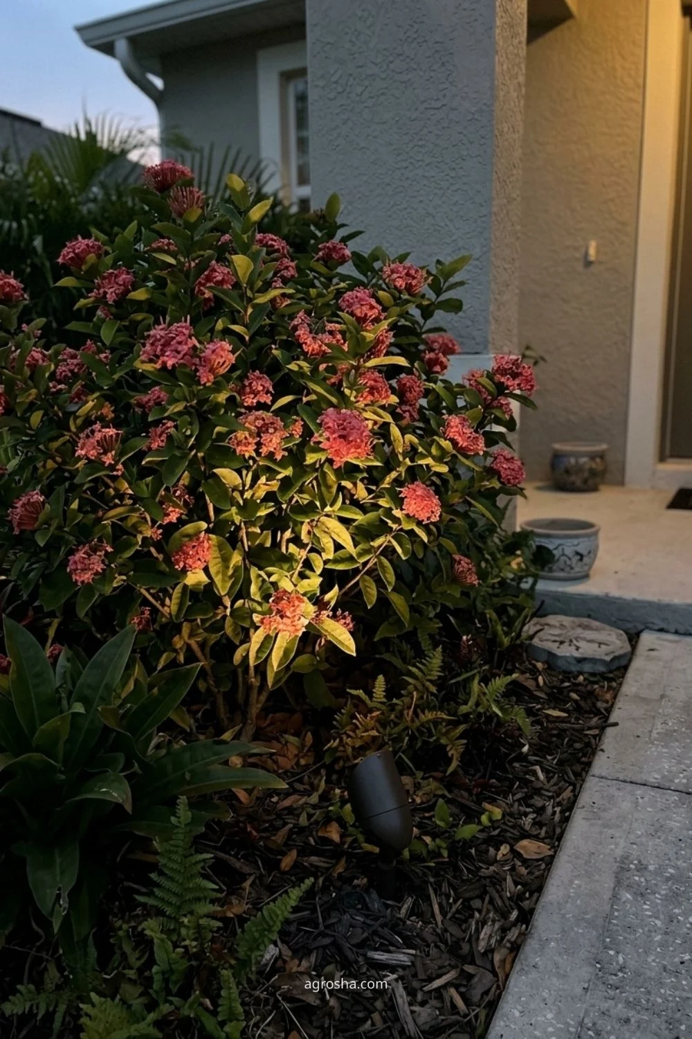 Florida garden lighting example showing accent light on a flowering shrub