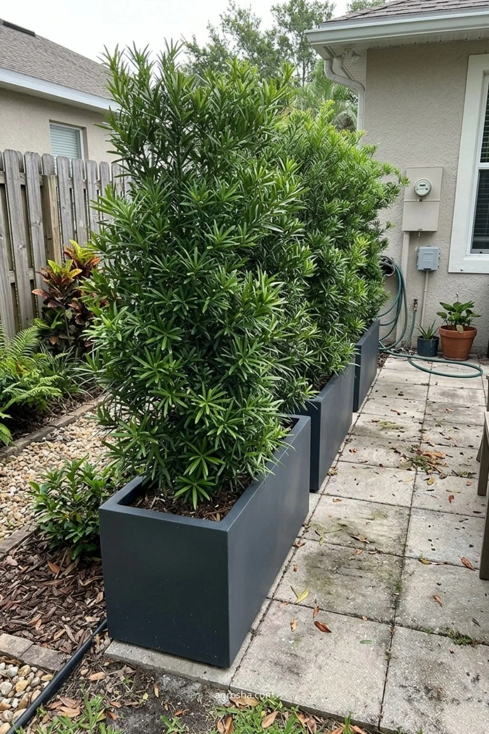 Florida privacy screen example showing evergreen shrub layer