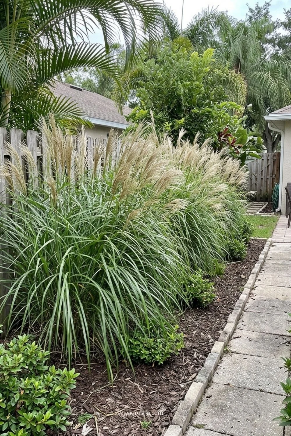Florida privacy screen example showing tall ornamental grasses
