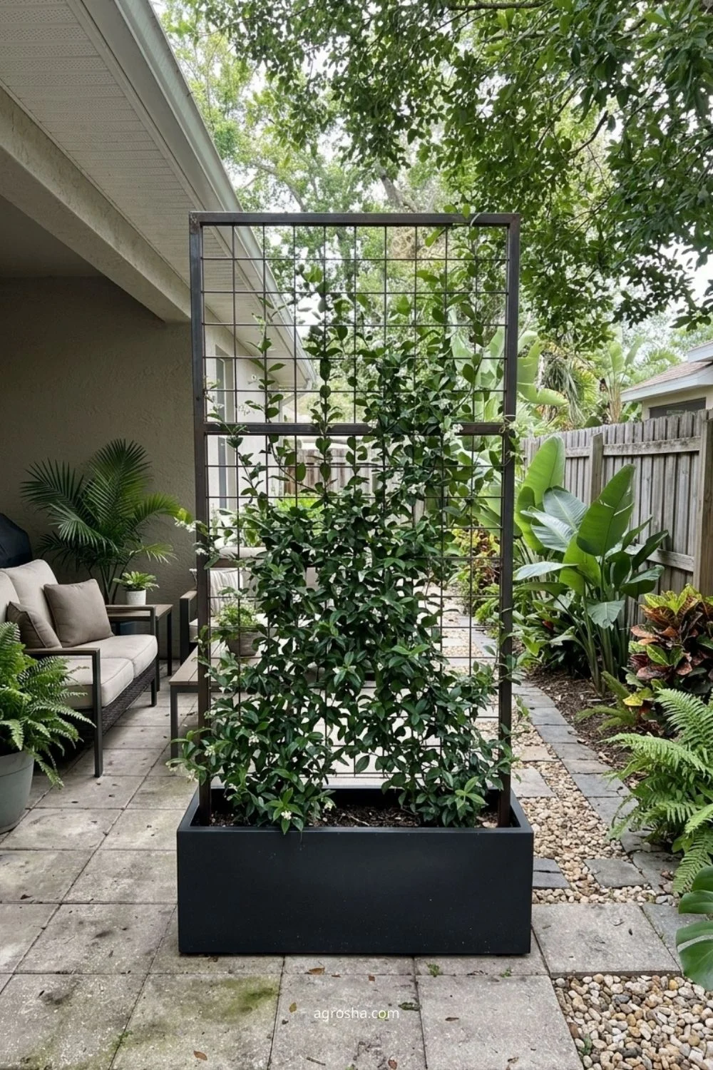 Florida privacy screen example showing trellis with one climbing vine