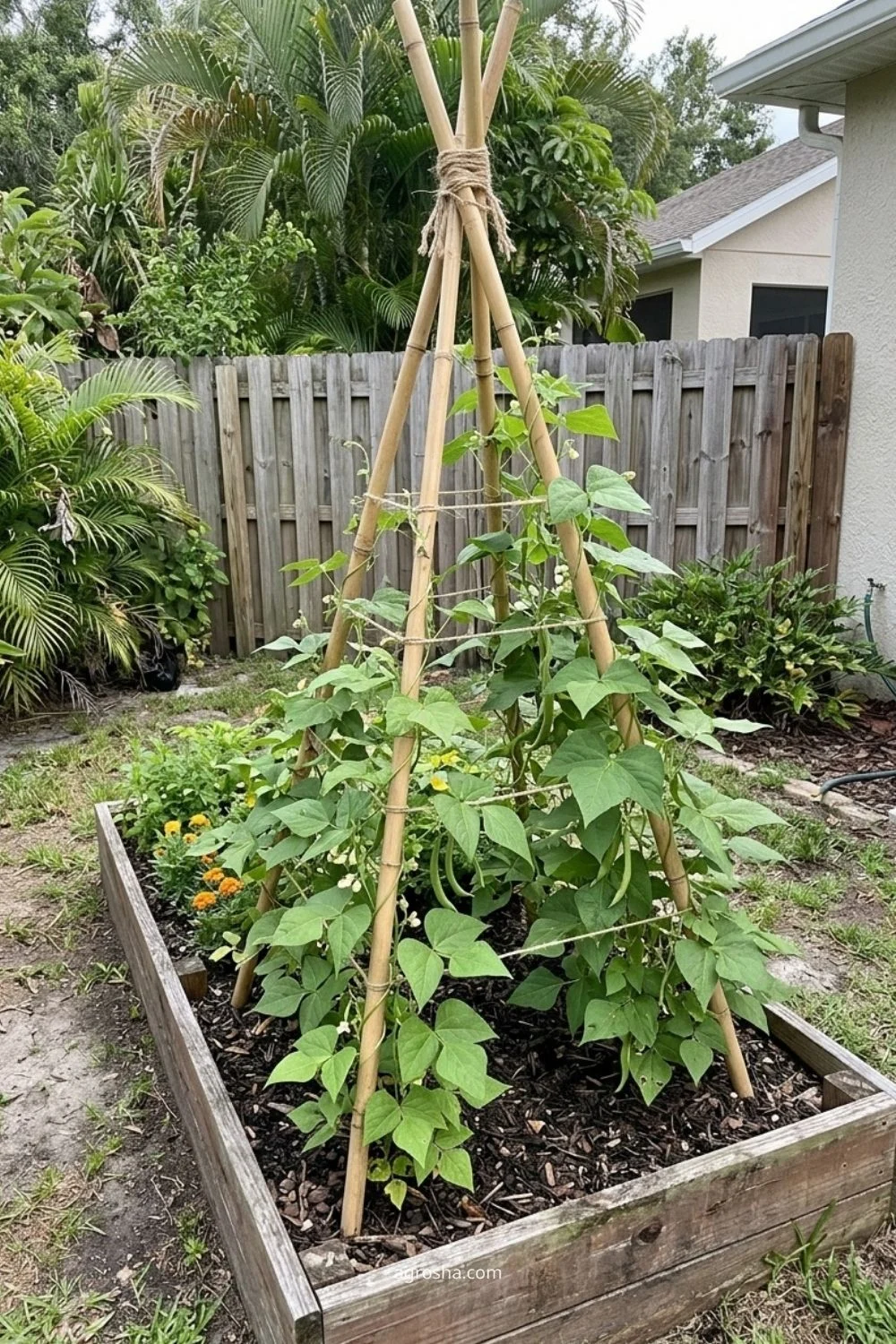 Florida garden trellis example showing pole bean teepee
