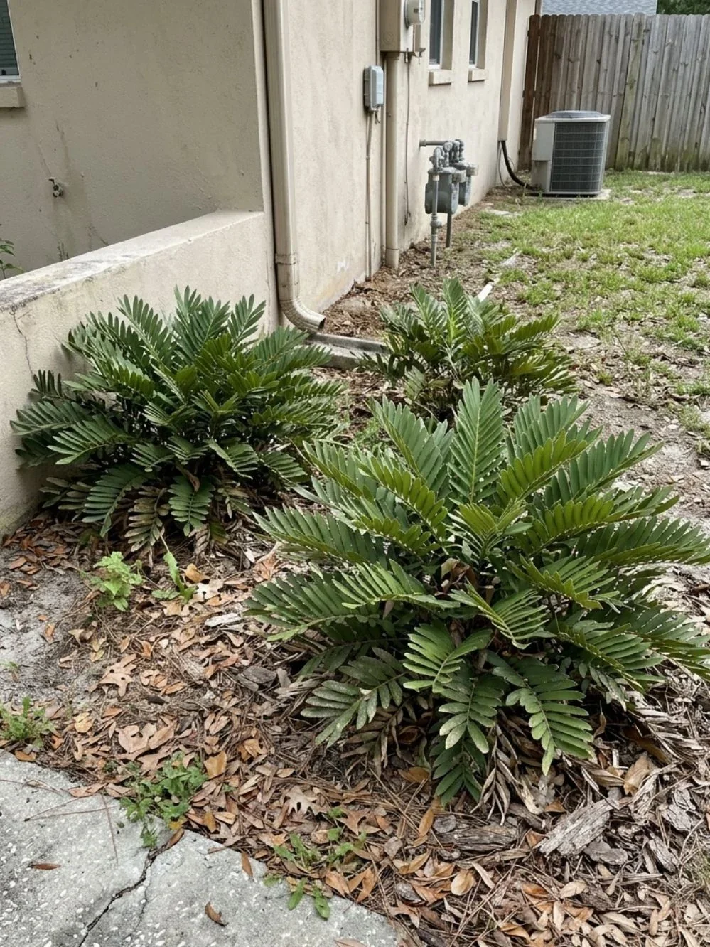 Low green coontie-like cycads growing in a dry mulched bed beside a house wall