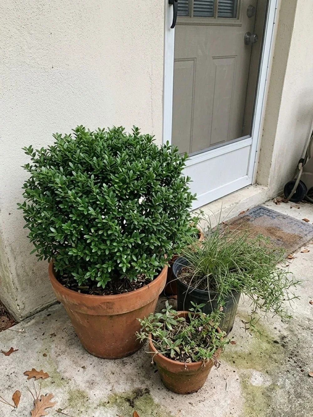 Compact evergreen shrub planted in a terracotta container next to a doorway