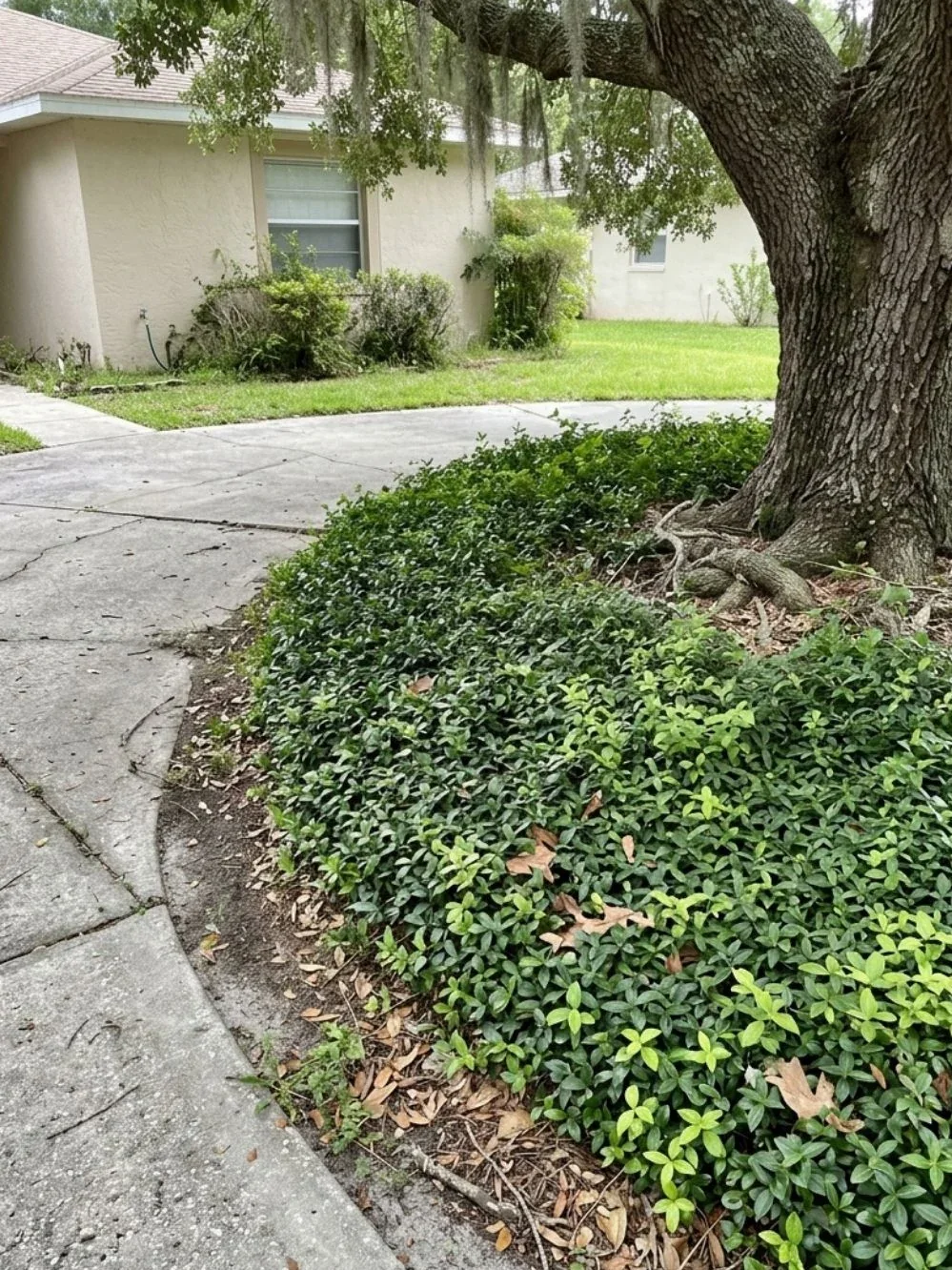 Mat of leafy groundcover edging a curved path beneath a large shade tree