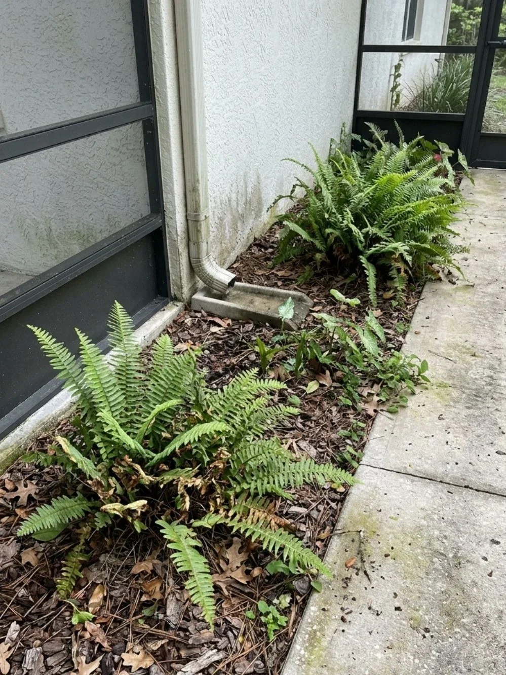 Ferns growing beside a shaded house wall and concrete walkway