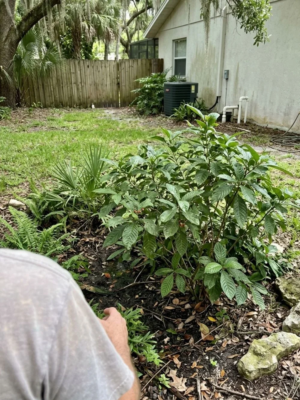 Gardener tending a broadleaf shrub in a partly shaded backyard planting bed
