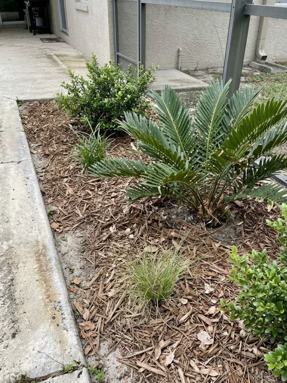Brown wood mulch between a cycad, small grass clumps and compact shrubs by a patio
