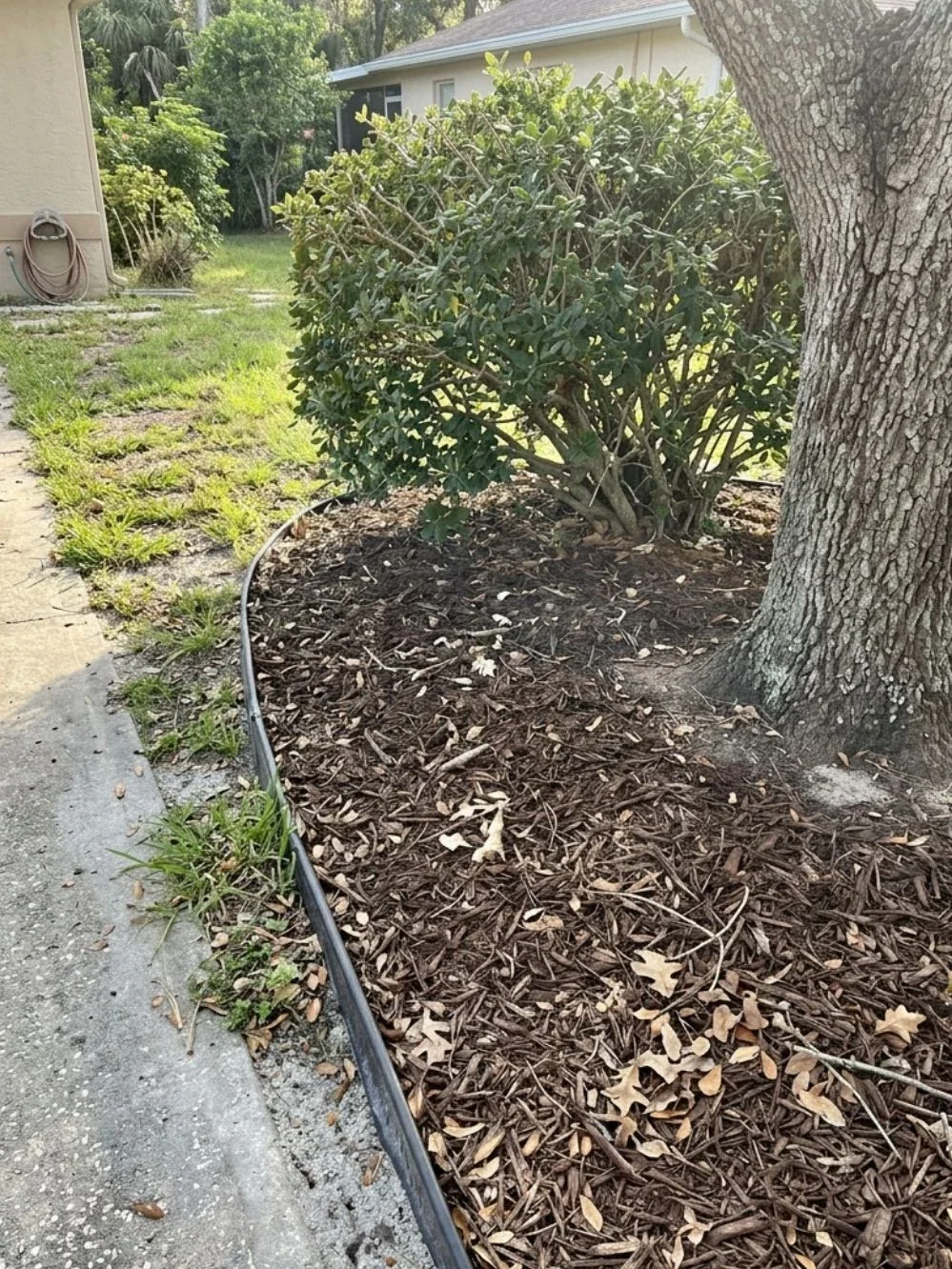 Brown wood mulch beneath a mature tree and rounded shrub beside an edged concrete walkway