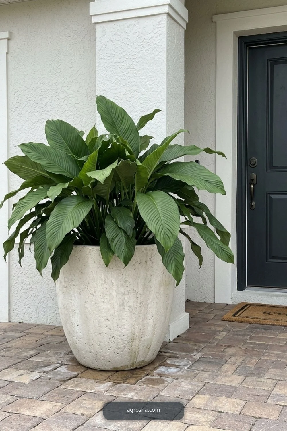 Florida outdoor planter example showing one oversized entry planter