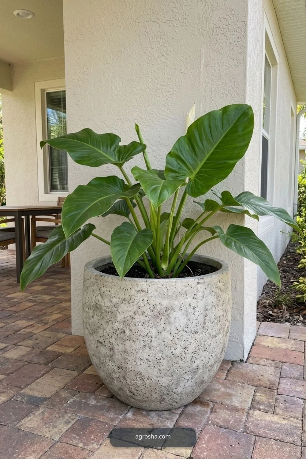 Florida outdoor planter example showing one plant, one pot