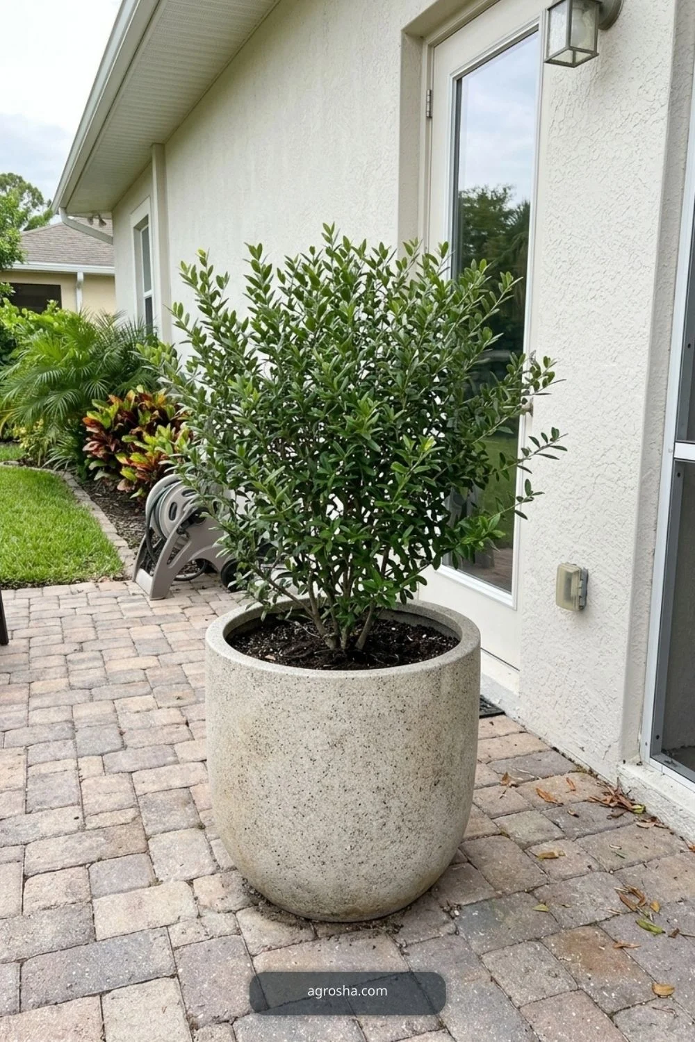 Florida outdoor planter example showing foliage-only container