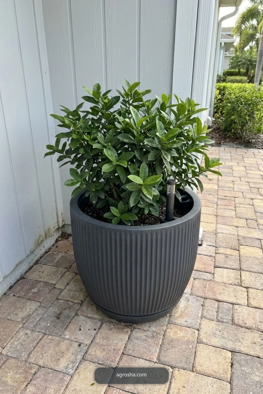 Florida outdoor planter example showing self-watering large planter