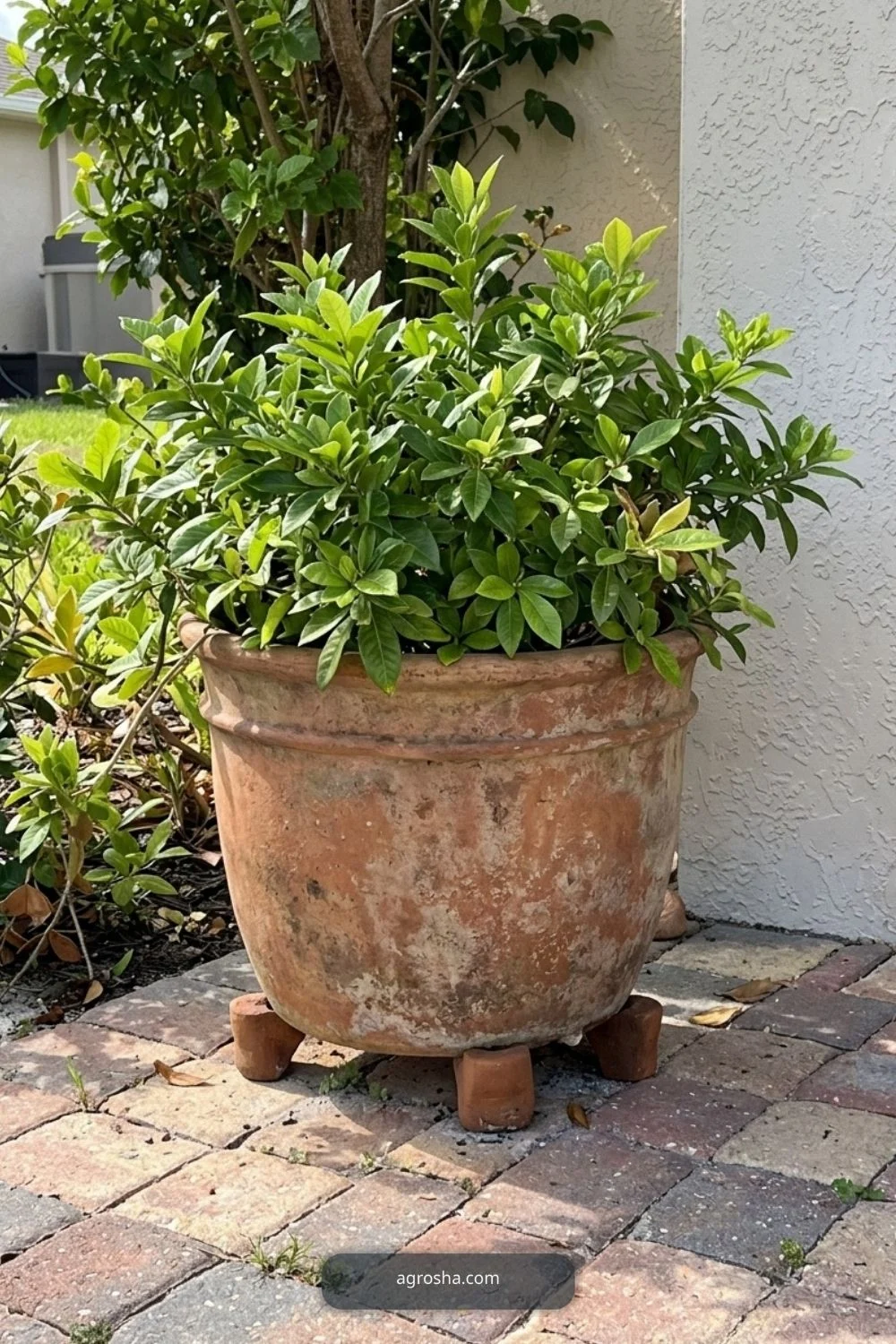Florida outdoor planter example showing planter on pot feet for better drainage