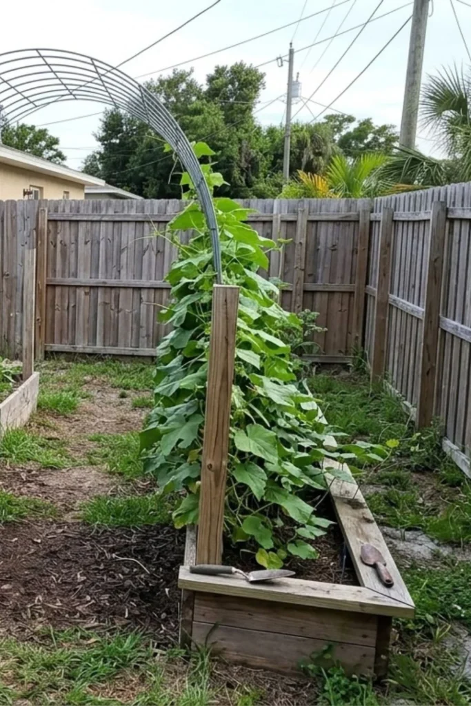 Trellis Ideas for Small Vegetable Gardens