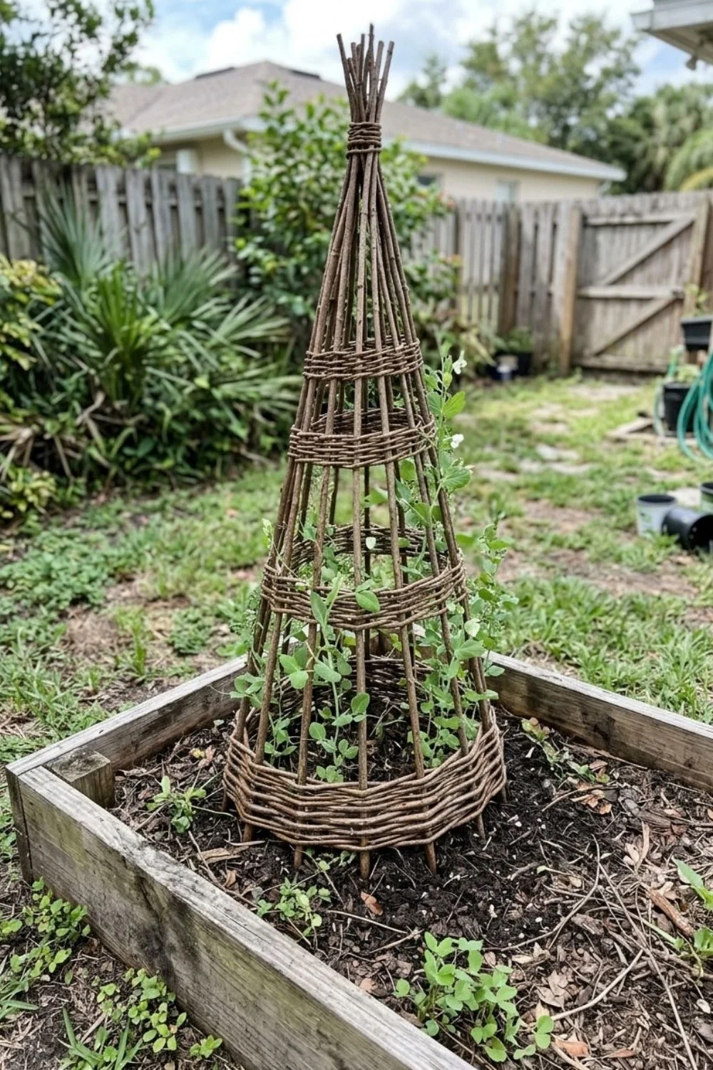 Woven Willow Obelisk supporting climbing vegetables in a small backyard garden