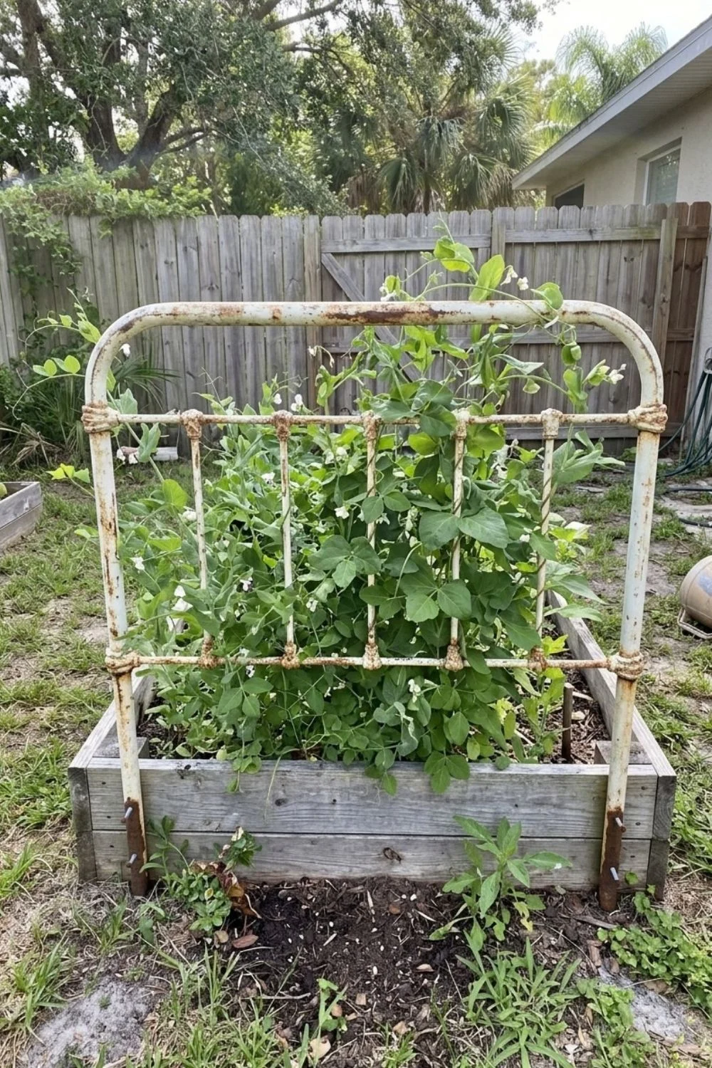 Upcycled Headboard Trellis supporting climbing vegetables in a small backyard garden