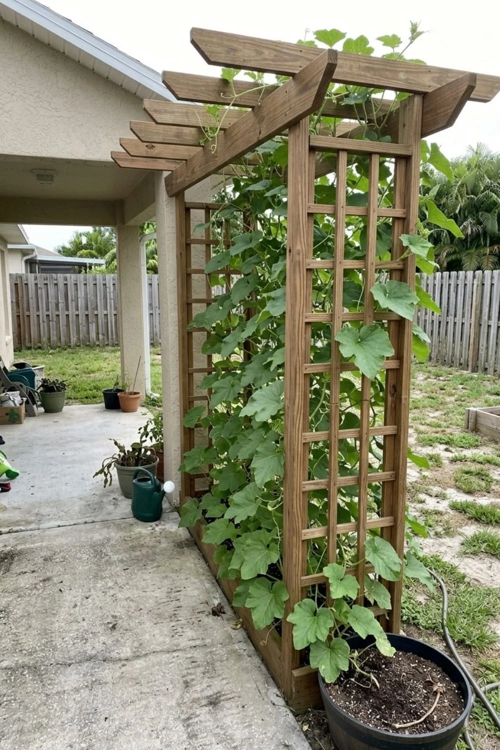 Pergola-Style Wall Trellis supporting climbing vegetables in a small backyard garden
