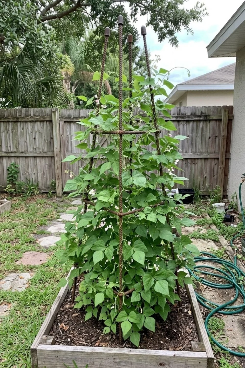 Rebar Tuteur supporting climbing vegetables in a small backyard garden